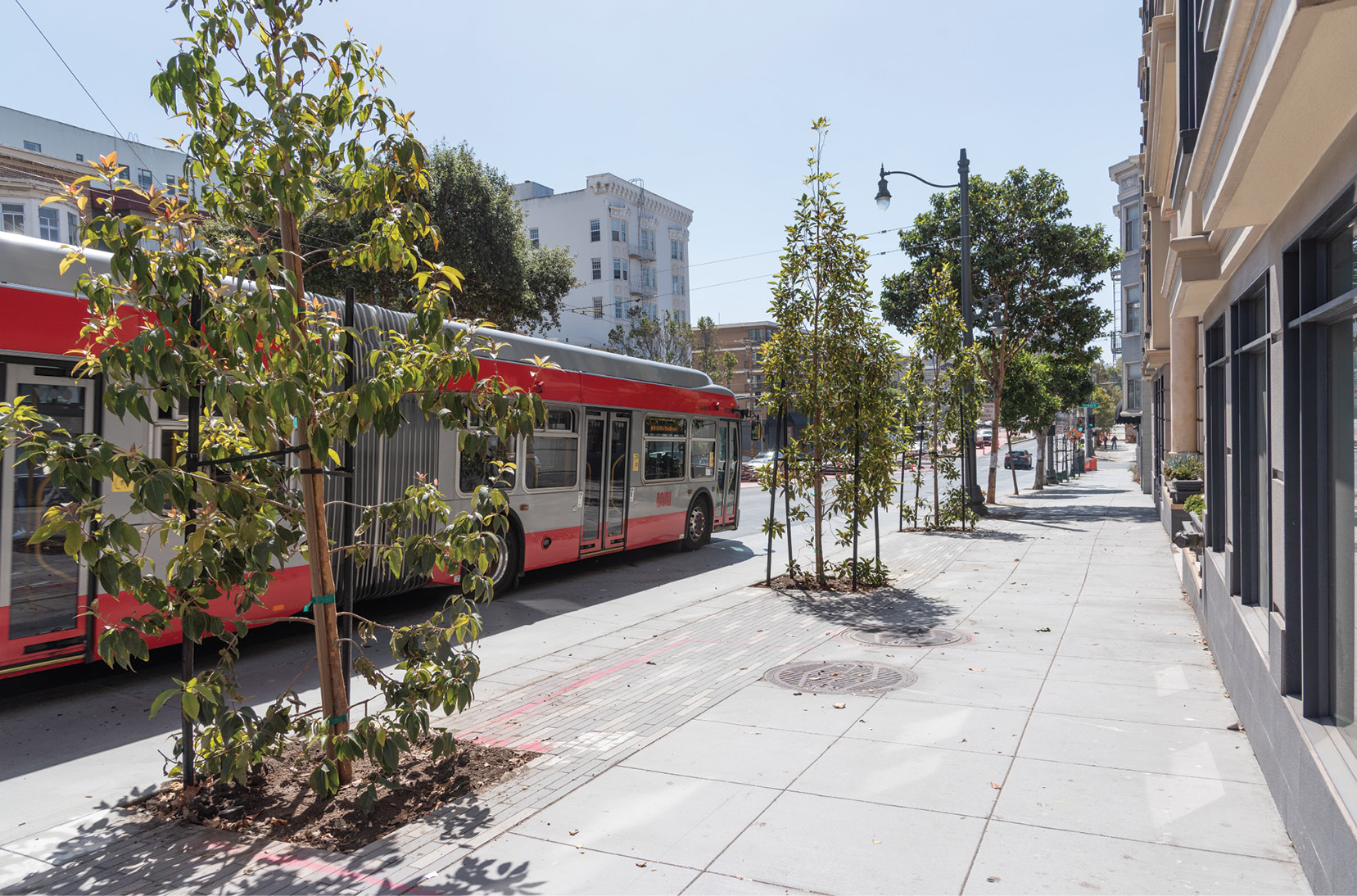 An image of newly planted trees on the edge of a sidewalk in San Francisco. The sidewalk is wide and newly repaved. There is a long, articulated Muni bus passing by in the background.