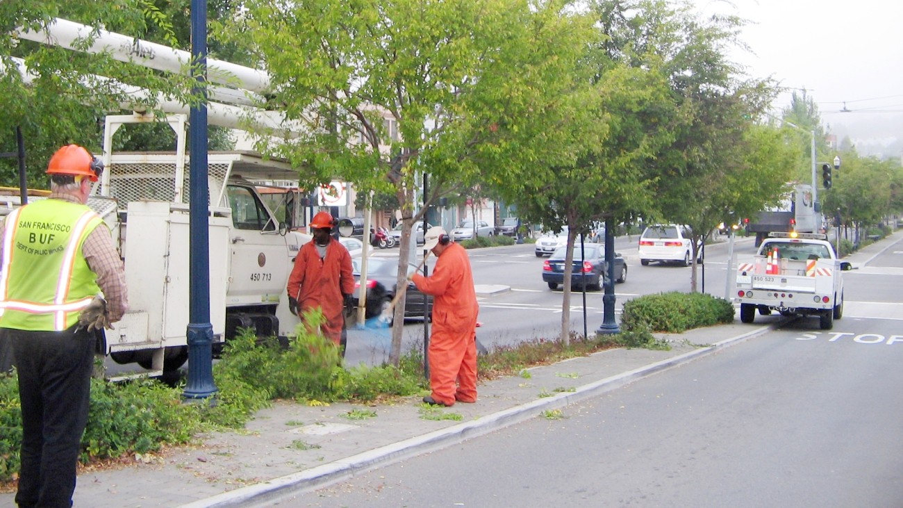 Tree maintenance in a street median on Octavia