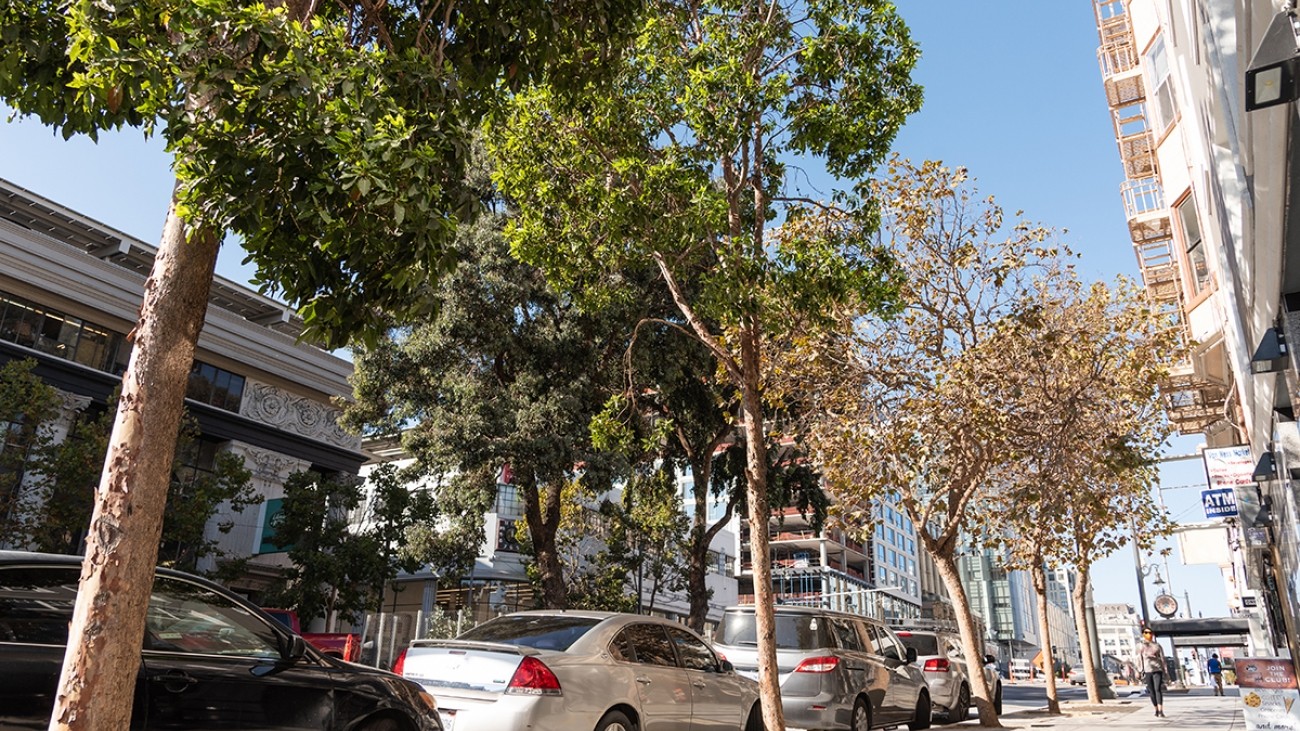 Tree-lined street and parked cars