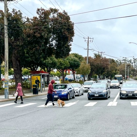 People cross Brotherhood Way in a crosswalk near a bus shelter while car traffic waits. A Muni bus can be seen in the background.