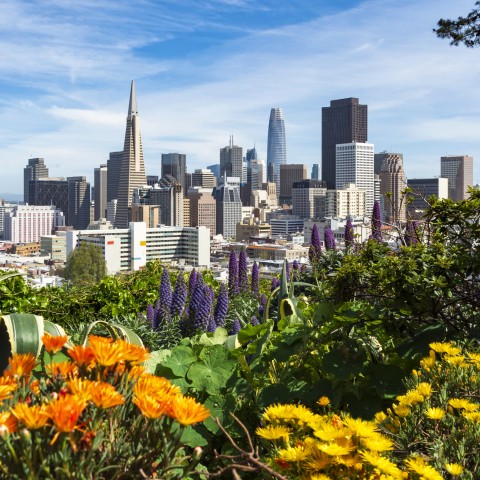 San Francisco's downtown peeks out from behind flowers